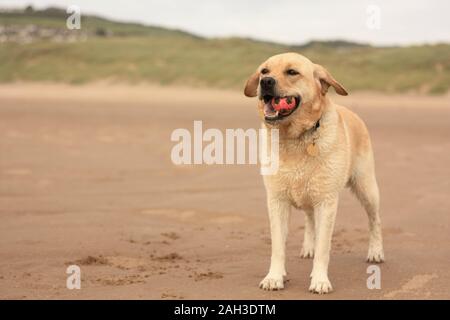 Labrador retreiver am Strand Stockfoto