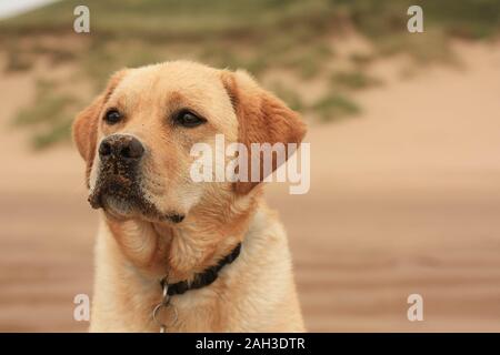 Labrador retreiver am Strand Stockfoto