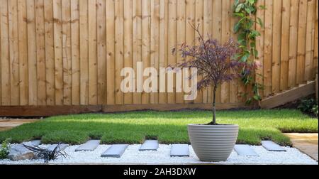 Zeitgemäße Garten mit Sprungbrett und Ahorn Stockfoto