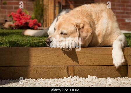 Labrador retreiver Festlegung im Garten Stockfoto