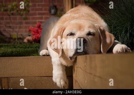 Labrador retreiver Festlegung im Garten Stockfoto