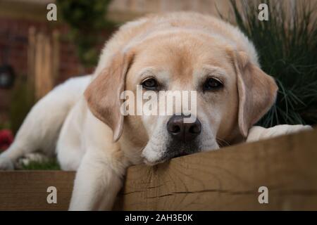 Labrador retreiver Festlegung im Garten Stockfoto