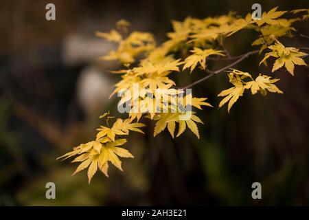 Japanischer Ahorn Acer Orange Traum Stockfoto