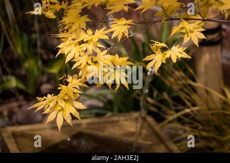 Japanischer Ahorn Acer Orange Traum Stockfoto