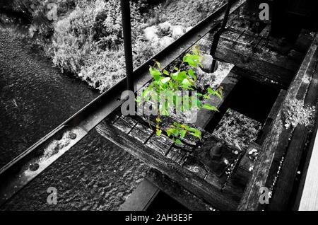 Grünen jungen Birken wachsen Wachsen auf dem Steg am Rande der Brücke über den Fluss Konzept in Schwarz-weiß Stil Stockfoto