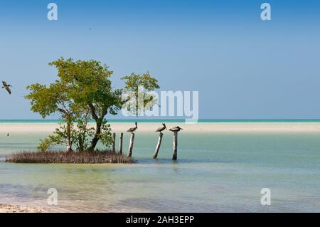 Pelikane auf Holzpfähle in der Nähe der Strand Insel Holbox Mexiko. Mangrovenbäume auf dem Meer. Panorama Foto Karibische Meer. Stockfoto