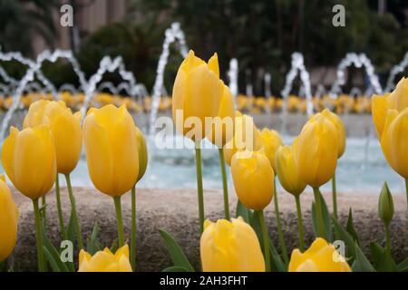 Yellow tulips close up on a water background Stockfoto