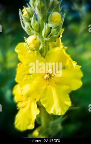 Gelbe Blüten der Pflanze Königskerze Stockfoto