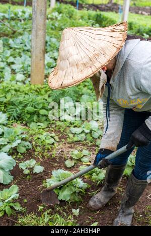 Laongam, Laos, Grüne Erde Zentrum (GEC) mit Frau in konischer hat tendenziell Pflanzen Stockfoto