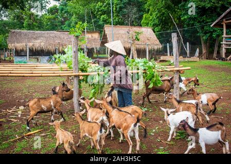 Laongam, Laos, Grüne Erde Zentrum (GEC) Stockfoto