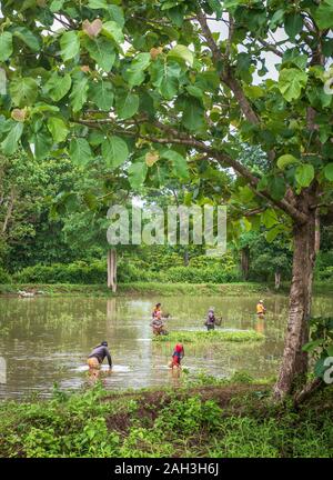 Laongam, Laos, Grüne Erde Zentrum (GEC) Stockfoto