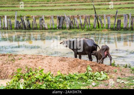 Wasserbüffel im Wasser in der Nähe von Paske, Laos Stockfoto