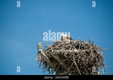 An einem Frühlingstag sitzt ein Fischadler auf seinem Nest, das über einem Hochspannungsmast auf der Insel Holbox Mexico thront. Fischadler in deinem Nest Stockfoto