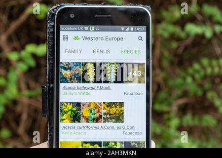Plantnet app auf ein Mobiltelefon für die Identifizierung oder die ID von Pflanzen (Flora) Stockfoto