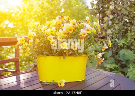 Gelbe Stiefmütterchen Blumen gehörnten in einem Topf auf dem Balkon oder Garten Tisch in hellen Morgen Sonnenlicht Stockfoto