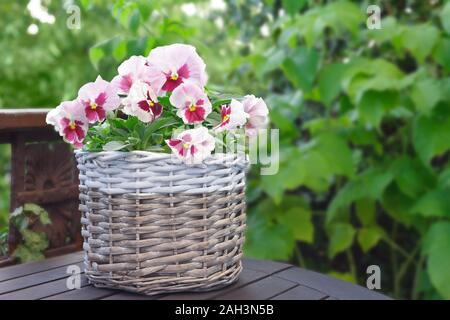 Rot und rosa Stiefmütterchen Blume in einem wicker Topf auf einem Balkon Tisch, grüner Hintergrund, kopieren Raum Stockfoto