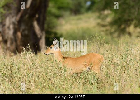 Nahaufnahme der Riedböcke (Wissenschaftlicher Name: Redunca redunca, oder "Tohe ndope" in Swaheli) in den Lake Manyara Nationalpark, Tansania Stockfoto