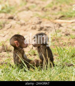 Nahaufnahme von Olive Paviane (Wissenschaftlicher Name: papio Anubis, oder Nyani in Swaheli) im Lake Manyara National Park, Tansania Stockfoto