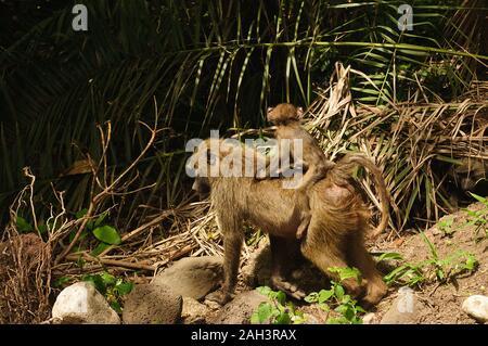 Nahaufnahme von Olive Paviane (Wissenschaftlicher Name: papio Anubis, oder Nyani in Swaheli) im Lake Manyara National Park, Tansania Stockfoto