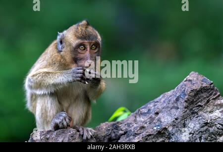 Rhesusaffen in Phuket, Thailand, Sie sind live frei in Thailand Stockfoto