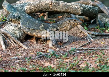 Uvenile asiatischen Wasser Monitor (Varanus Salvator), auch als gemeinsame Wasser Monitor im Lumpini Park in Bangkok, Thailand. Stockfoto