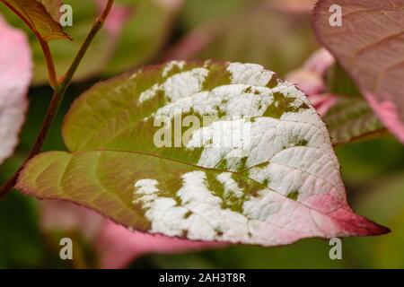 Nahaufnahme von Actinidia kolomikta Blatt Hervorhebung der malerischen Markierungen auf Laub Stockfoto
