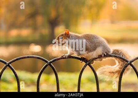 Eichhörnchen im St. James Park, London. Süße kleine Tiere. Sie können Sie aus Ihren Händen Stockfoto