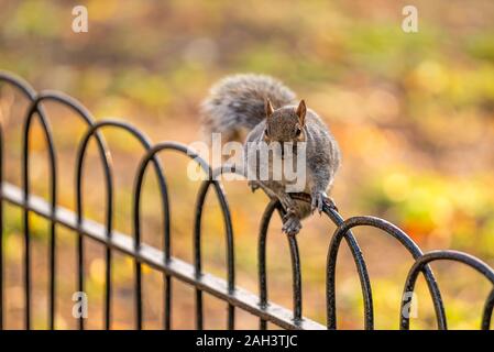 Eichhörnchen im St. James Park, London. Süße kleine Tiere. Sie können Sie aus Ihren Händen Stockfoto