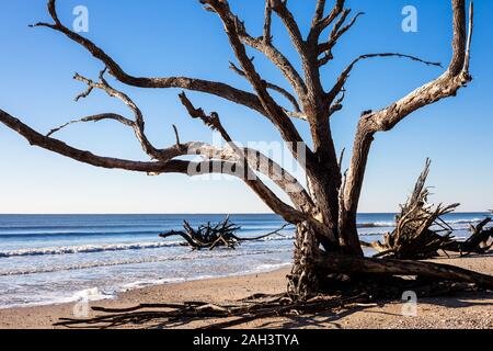 Botany Bay Strand, Edisto Island, South Carolina, USA Stockfoto