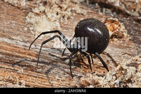 Black Widow spider oder karakurt auf ein Stück Holz Stockfoto