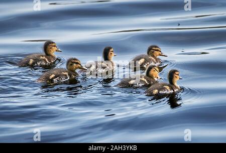 Gruppe von Entenküken Stockente (Anas platyrhynchos) Schwimmen im blauen Wasser bei Wagbachniederung, Deutschland Stockfoto