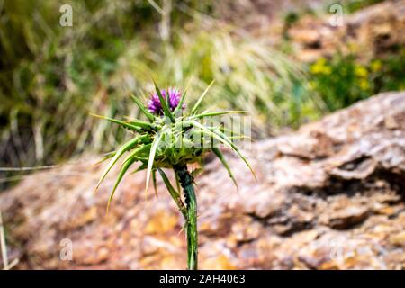 Thorn Blüte Sommer hell gelb grün Thorn wilde Natur Blüte Stockfoto