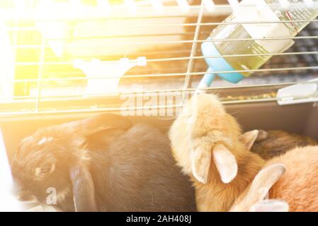 Gruppe von flauschigen Kaninchen in einem Kaninchenstall. Kleine hase Trinkwasser aus Fütterung Wasserflasche. Stockfoto