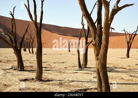 Tote Bäume in Deadvlei, Sossusvlei, Namib, Namibia Stockfoto