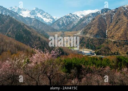 Frühling im Tal von medeo. Feder Berglandschaft. Schneebedeckte Berge, blühende wilde Aprikosen auf den Hügeln, die Eislaufbahn Medeo. Al Stockfoto