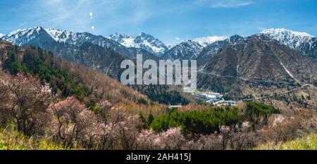 Frühling im Tal von medeo. Feder Berglandschaft. Schneebedeckte Berge, blühende wilde Aprikosen auf den Hügeln, die Eislaufbahn Medeo. Pa Stockfoto