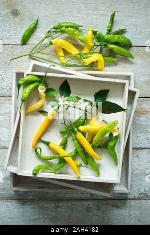 Ansicht von oben Der gelbe und grüne Chilis (Capsicum) mit Blättern und Blüten auf rustikalen Holzmöbeln Hintergrund Stockfoto