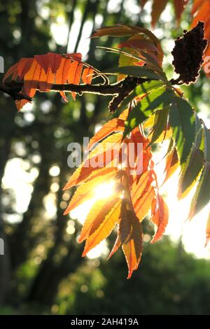 Deutschland, Sachsen, Zweig der staghorn Sumac (Rhus typhina) im Herbst Stockfoto