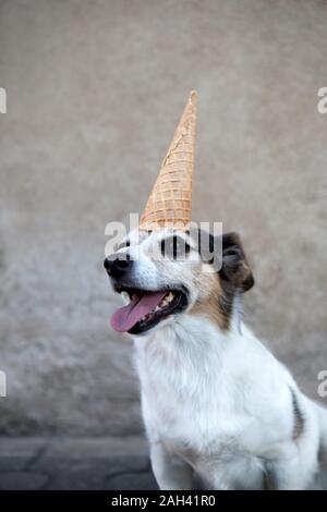 Portrait von mongrel als Einhorn mit Eis auf dem Kopf Stockfoto