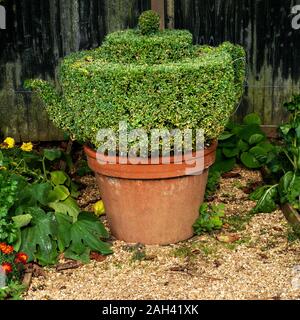 Teekanne geprägt, Anlage (Buxus sempervirens) Formgehölze, Barnsdale Gärten, Rutland, England, Großbritannien Stockfoto