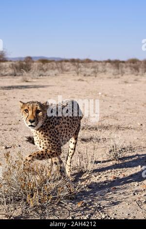 Gepard in der Savanne, Damaraland, Namibia Stockfoto