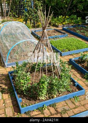 Wigwam Anlage Unterstützung für Shiraz Zuckererbsen (mangetout) aus Bambusrohren in Gemüsegarten mit erhöhten Betten, Barnsdale Gärten, Rutland, England, Großbritannien Stockfoto