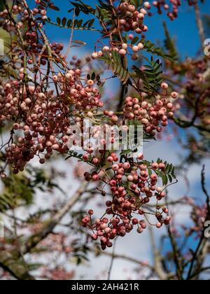 Sorbus Vilmorinii/Vilmorin von Rowan/Vilmorin's Mountain Ash tree Beeren im September, Großbritannien Stockfoto