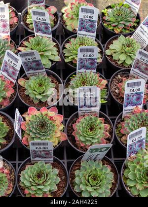 Reihen von Sempervivum calcareum Hauswurz saftige alpine Kaktus Pflanzen in kleinen Töpfen mit Tags/Etiketten auf Verkauf in Großbritannien. Stockfoto