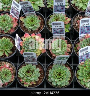 Reihen von Sempervivum calcareum Hauswurz saftige alpine Kaktus Pflanzen in kleinen Töpfen mit Tags/Etiketten auf Verkauf in Großbritannien. Stockfoto