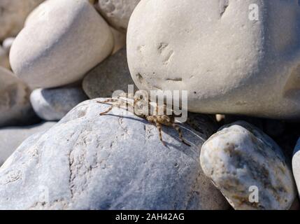 Deutschland, Bayern, Geretsried, Wolf Spider (Arctosa maculata) liegen auf Rock Stockfoto