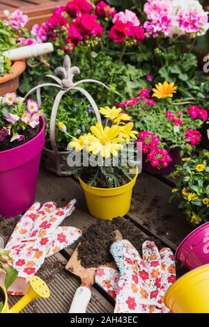 Bunte frisch eingemachten Sommer Blumen Stockfoto