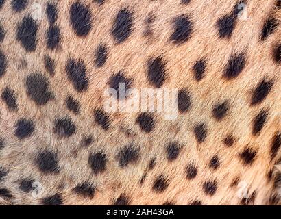 Cheetah Haut, Damaraland, Namibia Stockfoto