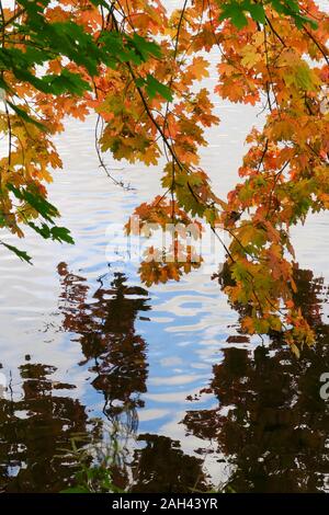 Deutschland, Sachsen, Gelb maple tree branches über glänzende Teich hängen Stockfoto