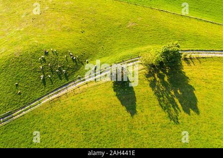 Deutschland, Bayern, Beuerberg, Luftaufnahme der Herde Schafe grasen auf der Weide neben Country Road Stockfoto